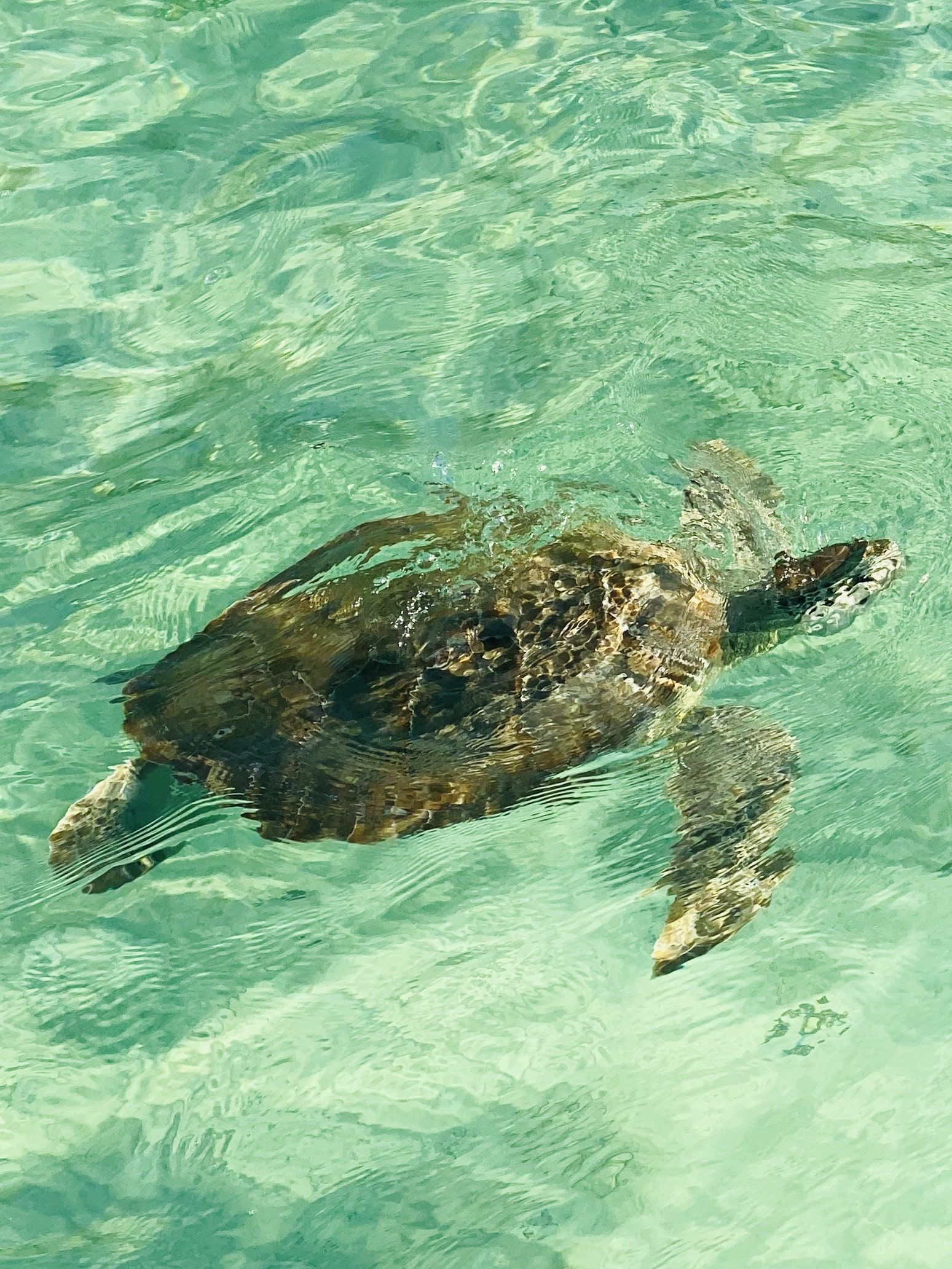 boat rentals in eleuthera